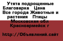 Утята подрощенные Благоварка › Цена ­ 100 - Все города Животные и растения » Птицы   . Московская обл.,Красноармейск г.